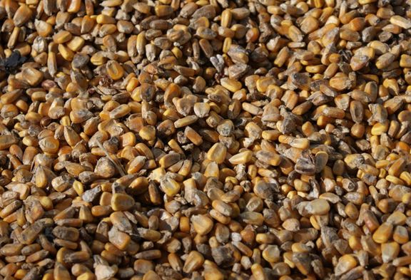 伏馬毒素 伏馬毒素