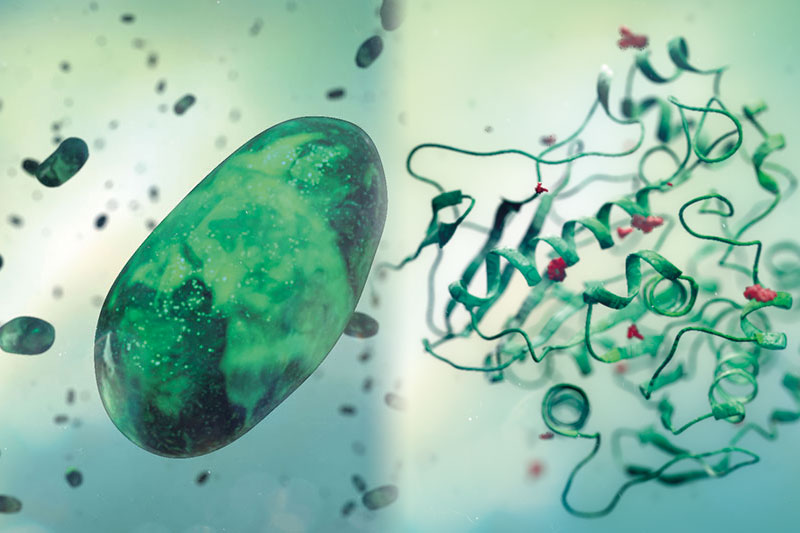 常見真菌毒素對人和動物的危害 常見真菌毒素對人和動物的危害