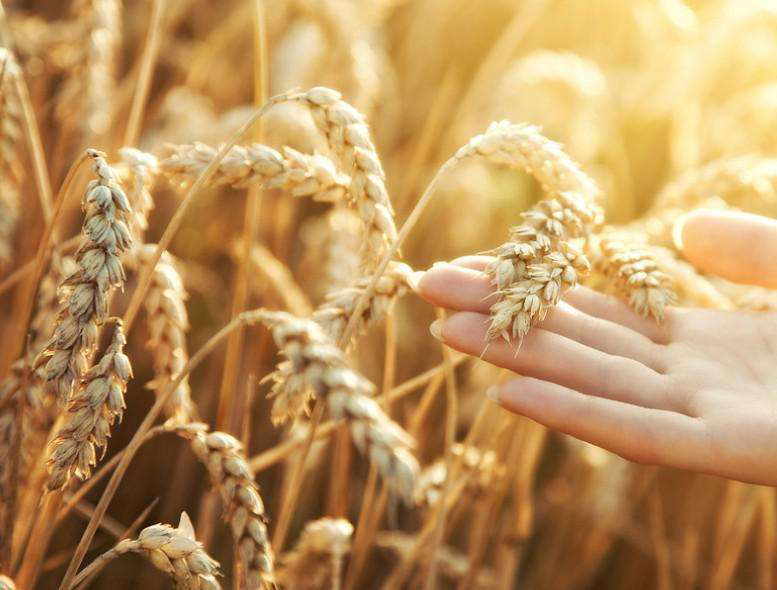 真菌毒素的分類 真菌毒素的分類