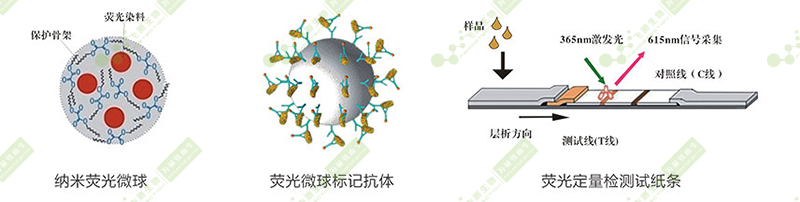 T-2毒素熒光定量快速檢測卡簡介