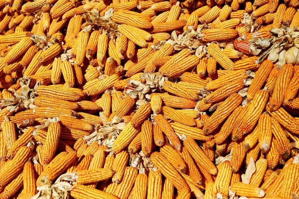 玉米赤霉烯酮 玉米赤霉烯酮