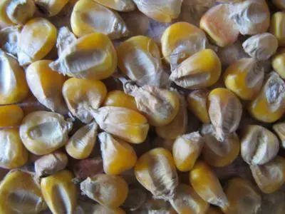 現(xiàn)實(shí)中的玉米 現(xiàn)實(shí)中的玉米