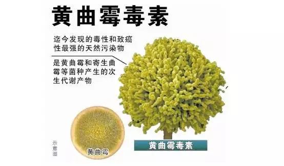 黃曲霉毒素 黃曲霉毒素