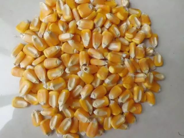 理想中的玉米 理想中的玉米