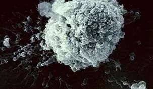 伏馬菌素 伏馬菌素