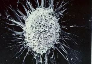 伏馬菌素 伏馬菌素