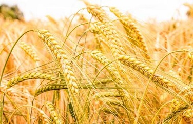 真菌毒素有哪些危害 真菌毒素有哪些危害