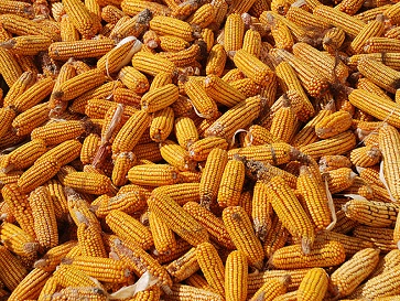 玉米赤霉烯酮 玉米赤霉烯酮