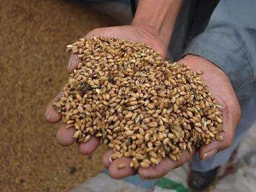 小麥嘔吐毒素 小麥嘔吐毒素