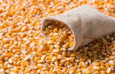 玉米嘔吐毒素 玉米嘔吐毒素