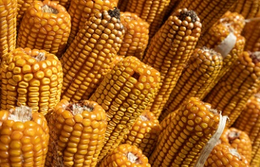 玉米赤霉烯酮 玉米赤霉烯酮