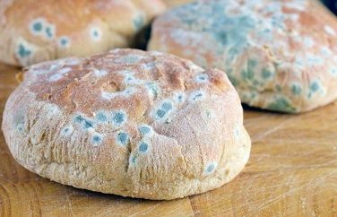 黃曲霉毒素污染 黃曲霉毒素污染