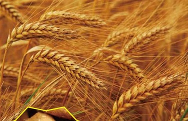 真菌毒素污染 真菌毒素污染