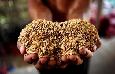 糧食真菌毒素 糧食真菌毒素