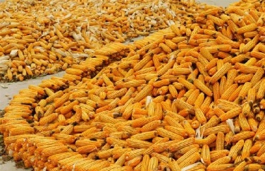 玉米赤霉烯酮檢測 玉米赤霉烯酮檢測